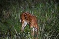 baby deer in the Florida forest Royalty Free Stock Photo