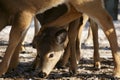 Whitetail Deer Feeding in a herd Royalty Free Stock Photo