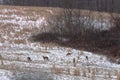 Whitetail deer in a field during a snow storm