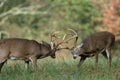 Whitetail deer fighting