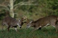 Whitetail deer fighting Royalty Free Stock Photo