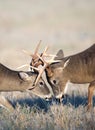 Whitetail deer fighting Royalty Free Stock Photo