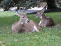 Whitetail Deer in the Grass