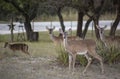 Whitetail Deer Graze