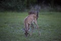 Whitetail Deer Graze