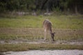 Whitetail Deer looks inquisitively