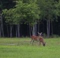 Whitetail deer grazing on a field Royalty Free Stock Photo