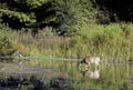 Whitetail deer and a great blue heron in a pond.