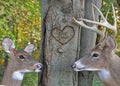 Whitetail Deer With Heart On Tree