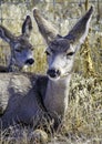 White-Tailed Deer Odocoileus virginianus, Mother and Fawn Royalty Free Stock Photo