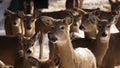 Whitetail Deer Herd Royalty Free Stock Photo