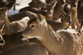 Whitetail Deer Herd