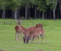 Whitetail deer herd on a green field Royalty Free Stock Photo
