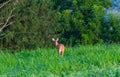 Whitetail deer looking back in field near woods