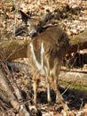 Whitetail Deer Looking Back