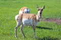 Whitetail deer Royalty Free Stock Photo