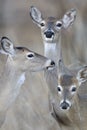 Whitetail deer Mother and family Royalty Free Stock Photo