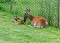 Whitetail deer mother resting with her two freshly newborn fawns