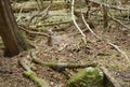 Whitetail Deer Relaxing in Quiet Forest