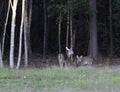 Whitetail deer pair at the trees