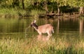 Whitetail deer in a pond Royalty Free Stock Photo