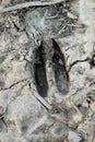 Whitetail Deer Print Track In Dried Mud Royalty Free Stock Photo