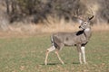 Whitetail Deer in profile View Royalty Free Stock Photo