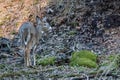 Whitetail Deer in Quiet Forest Licking Lips