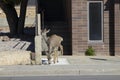 Whitetail deer roaming the street