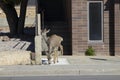 Whitetail deer roaming in downtown Rawlins, WY