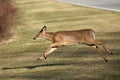 Whitetail Deer Running