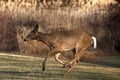 Whitetail Deer Running