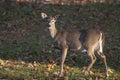 Whitetail deer in rural Virginia Royalty Free Stock Photo