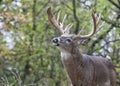 Whitetail deer in rut