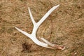 Whitetail Deer Shed Antler in Field Royalty Free Stock Photo