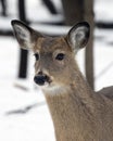Whitetail Deer in the snow