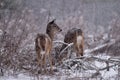 Whitetail deer in snow Royalty Free Stock Photo