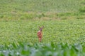 Whitetail deer standing alert in green field Royalty Free Stock Photo