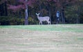 Whitetail deer standing on edge of woods Royalty Free Stock Photo