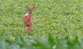 Whitetail deer standing in field of green plants Royalty Free Stock Photo