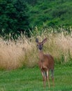 Whitetail deer standing on grass Royalty Free Stock Photo