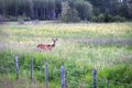 A whitetail deer standing in grass beside a fence Royalty Free Stock Photo