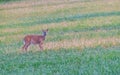 Whitetail deer standing in green grass field Royalty Free Stock Photo