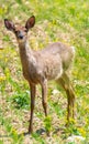 Whitetail deer standing in green grass