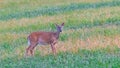 Whitetail deer standing in green grass Royalty Free Stock Photo