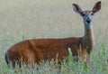 Whitetail deer standing in high grass