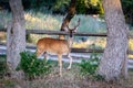 Whitetail Buck deer standing by the old rail fence Royalty Free Stock Photo