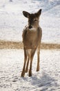 Whitetail Deer Standing in the Snow