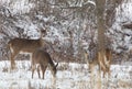 Whitetail deer standing in the snow in the woods Royalty Free Stock Photo