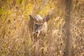 Whitetail deer in grass Royalty Free Stock Photo